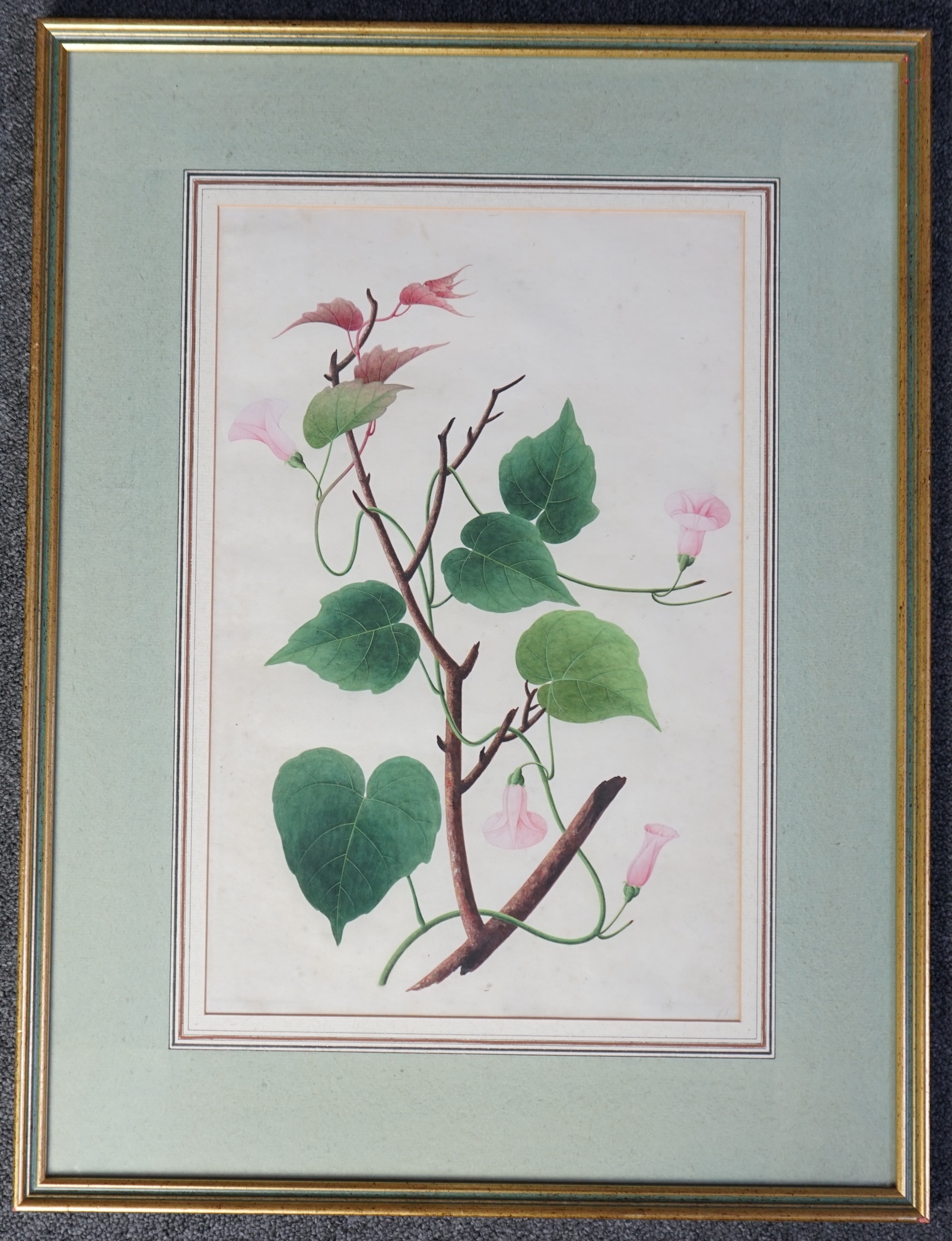 Company School (19th Century) , Botanical study - Dhool Kulmee [Clove Bean Calonyction Muricatum Ipomoea Muricata Purple Moonflower], gouache on paper, 40.5 x 27cm